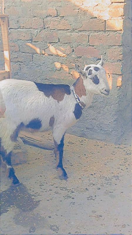 teddi bakri, teddi bachay, tedda bakra, barbari goat, kids, teda 5