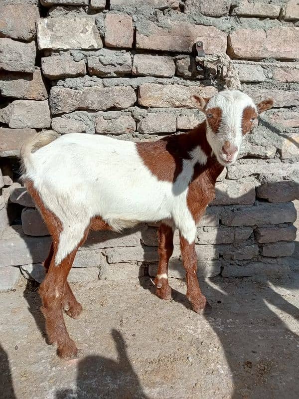 teddi bakri, teddi bachay, tedda bakra, barbari goat, kids, teda 17