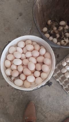 Desi golden eggs for sale