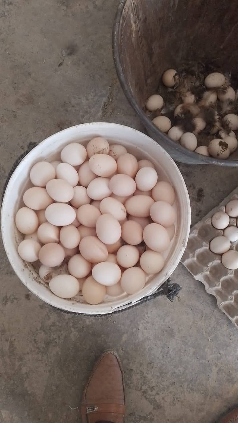 Desi golden eggs for sale 0