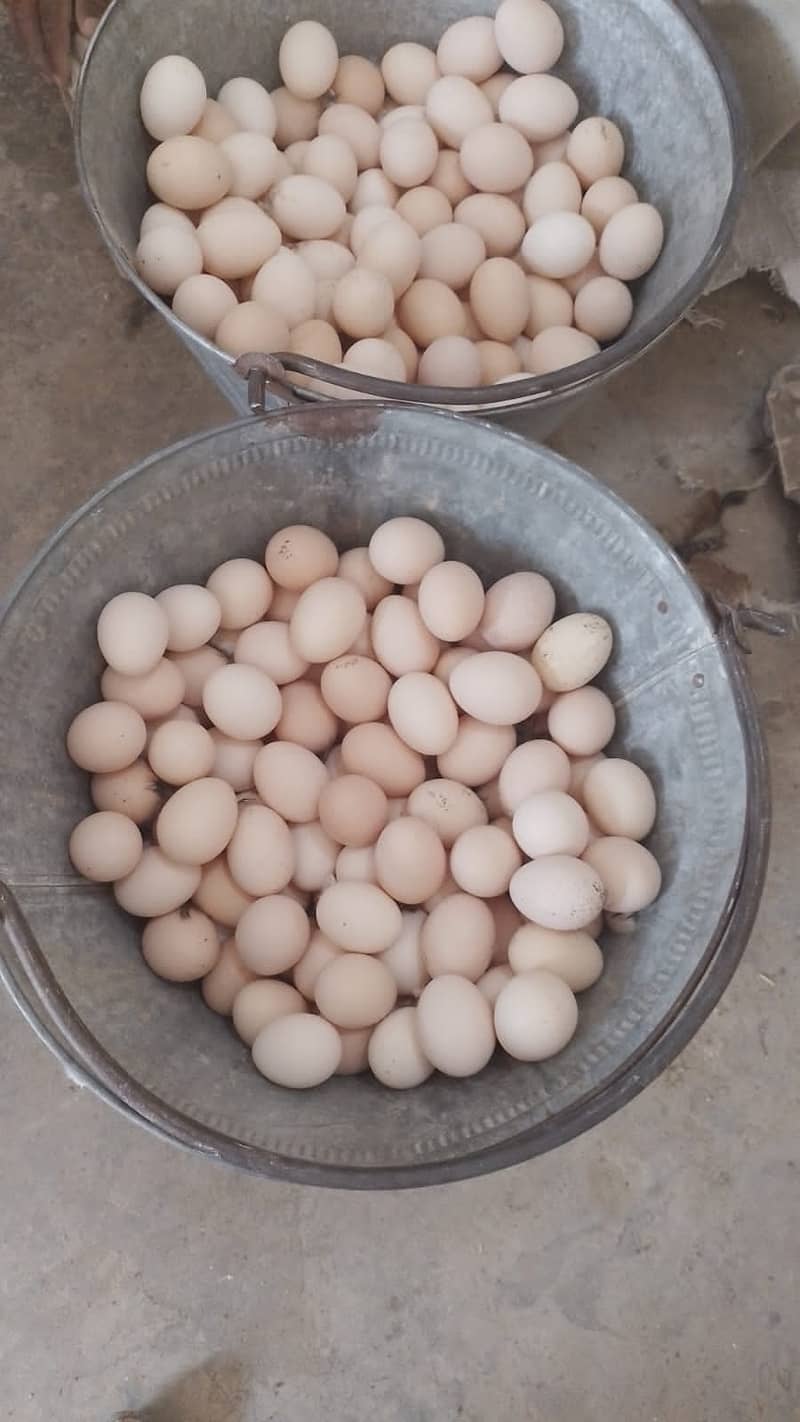 Desi golden eggs for sale 1