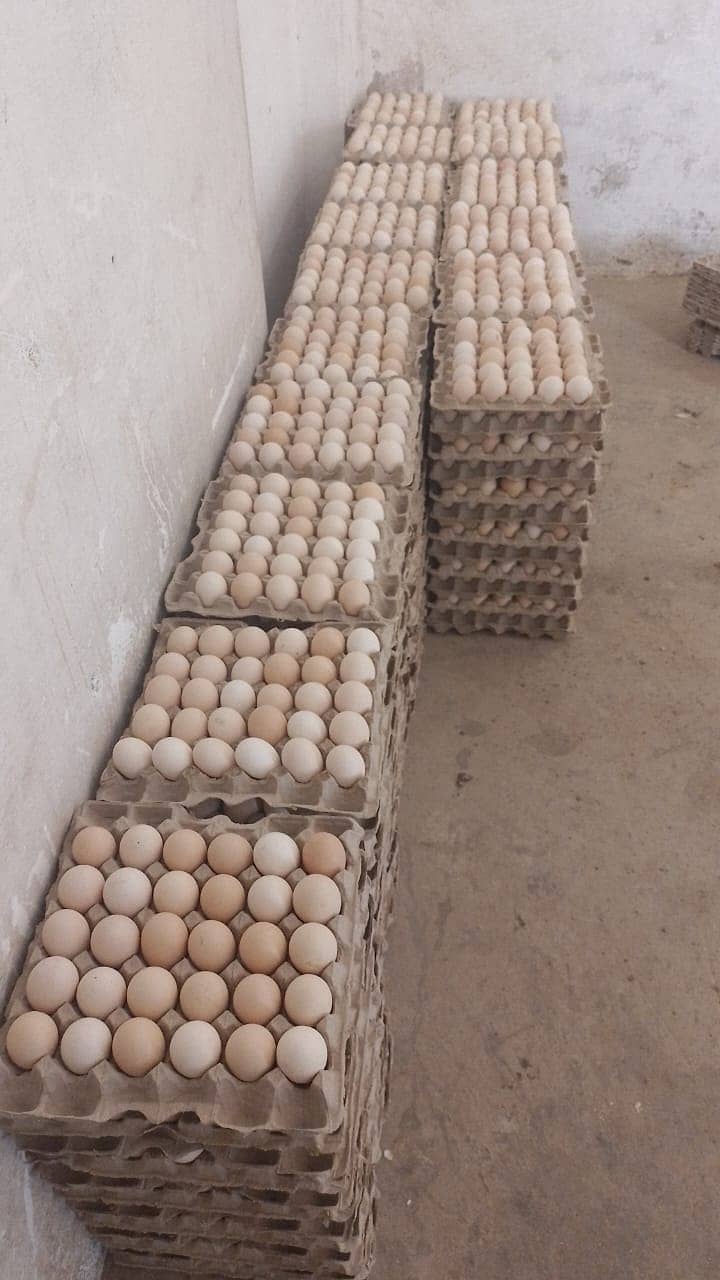 Desi golden eggs for sale 2