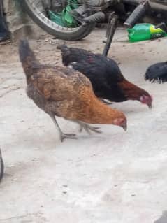 dasi murga and murgi for sale 03234722993