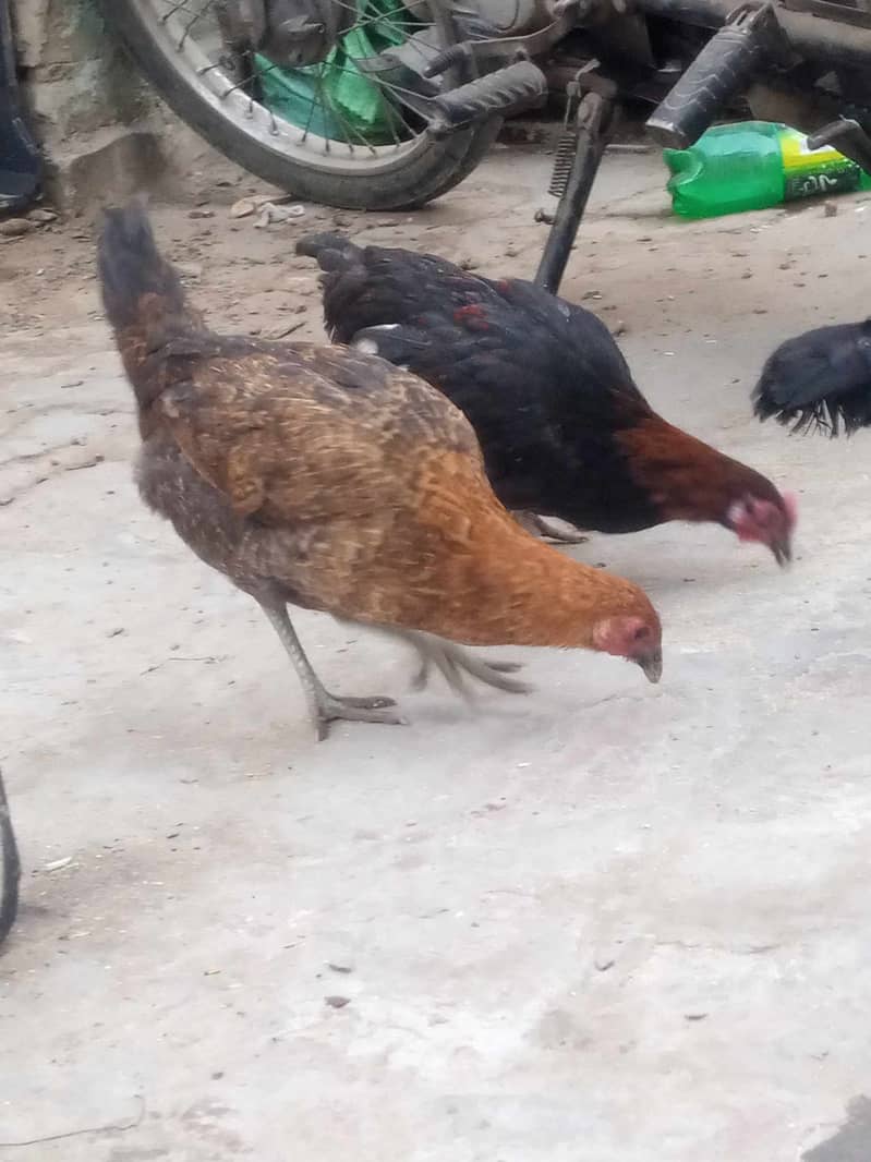 dasi murga and murgi for sale 03234722993 0