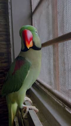 raw parrot for sale full hand tamed taking parrot exchange possible