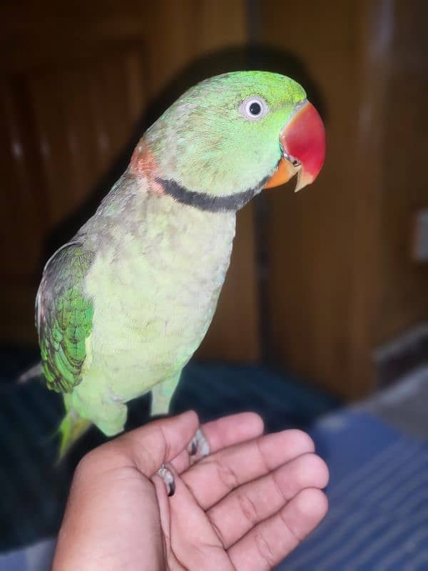 raw parrot for sale full hand tamed taking parrot exchange possible 1