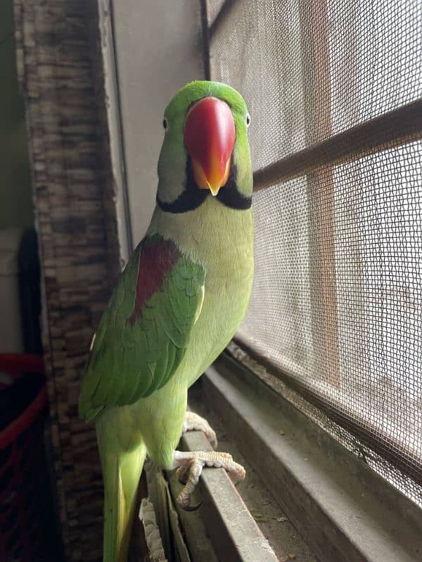 raw parrot for sale full hand tamed taking parrot exchange possible 2