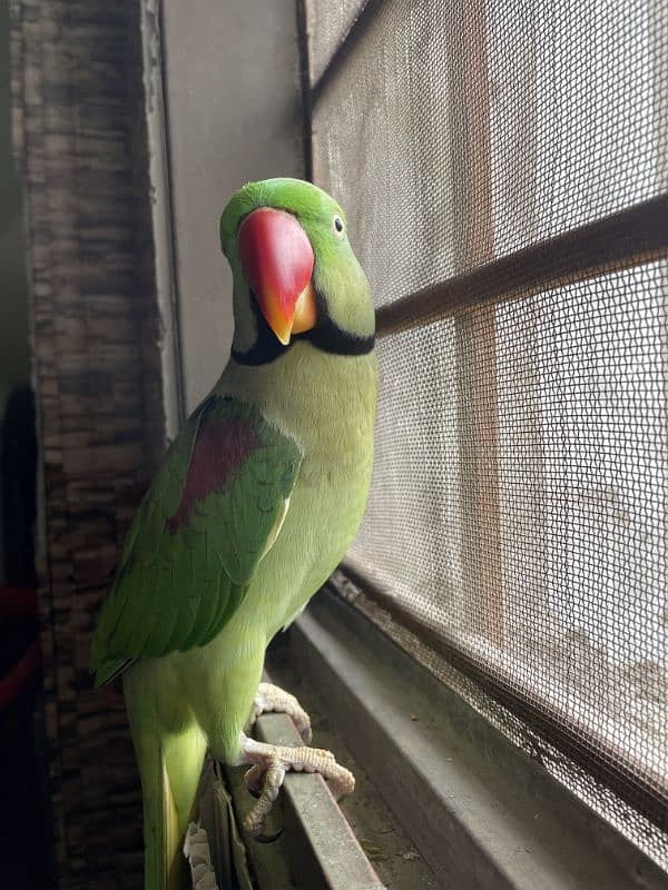 raw parrot for sale full hand tamed taking parrot exchange possible 3