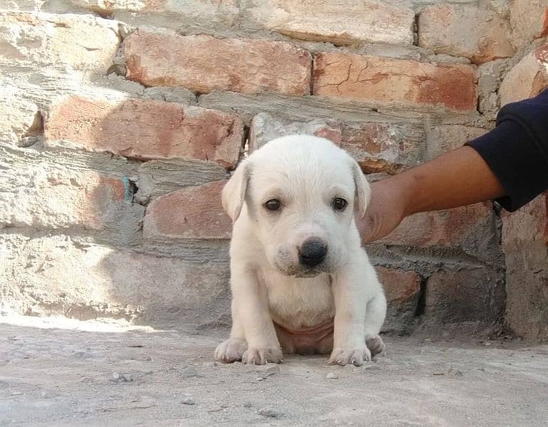 Labrador  Female 2