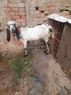 Goat Black Makhi Cheeni