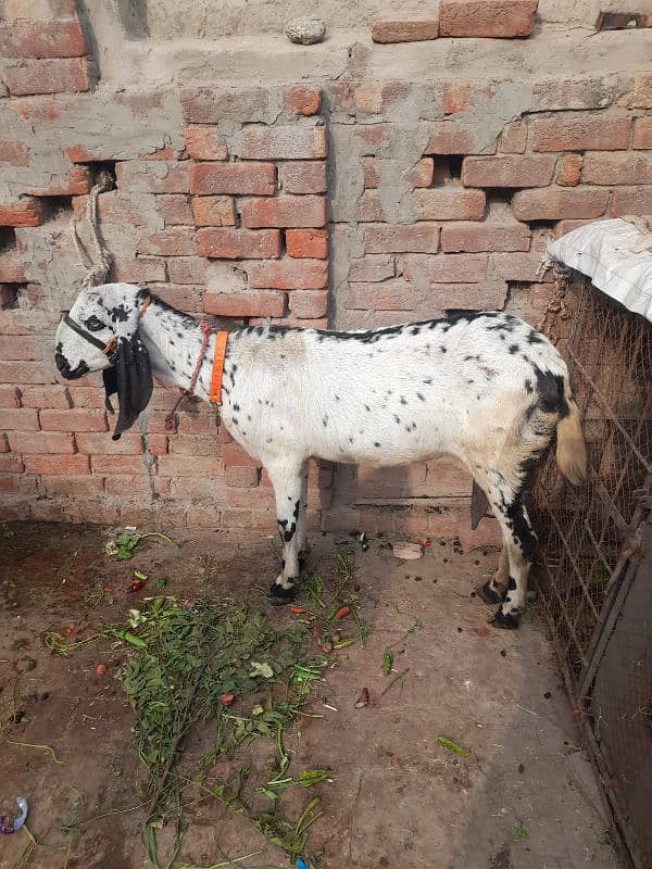 Goat Black Makhi Cheeni 1