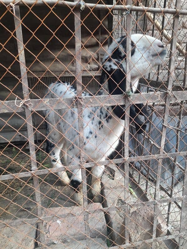 Goat Black Makhi Cheeni 6