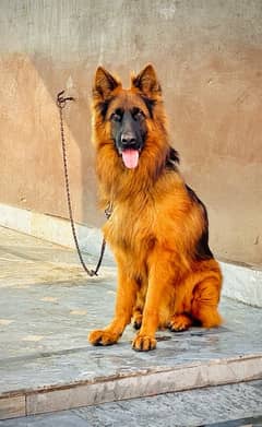 triple coated Male And Good Health and Active dog