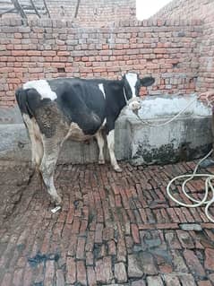 cow