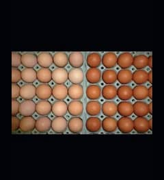 Desi Eggs Home Breed