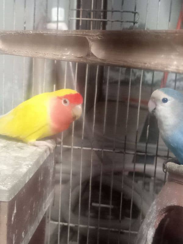 Love Birds Confirm Breader Pair 1