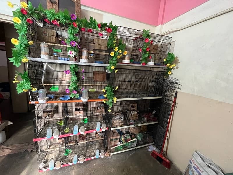 all cages Bengalese golden and java Finch boxes 0