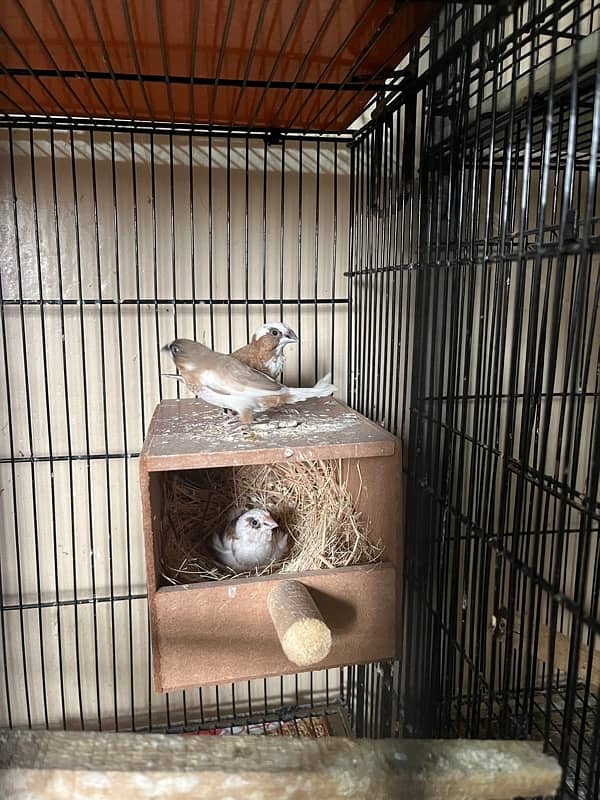 all cages Bengalese golden and java Finch boxes 1