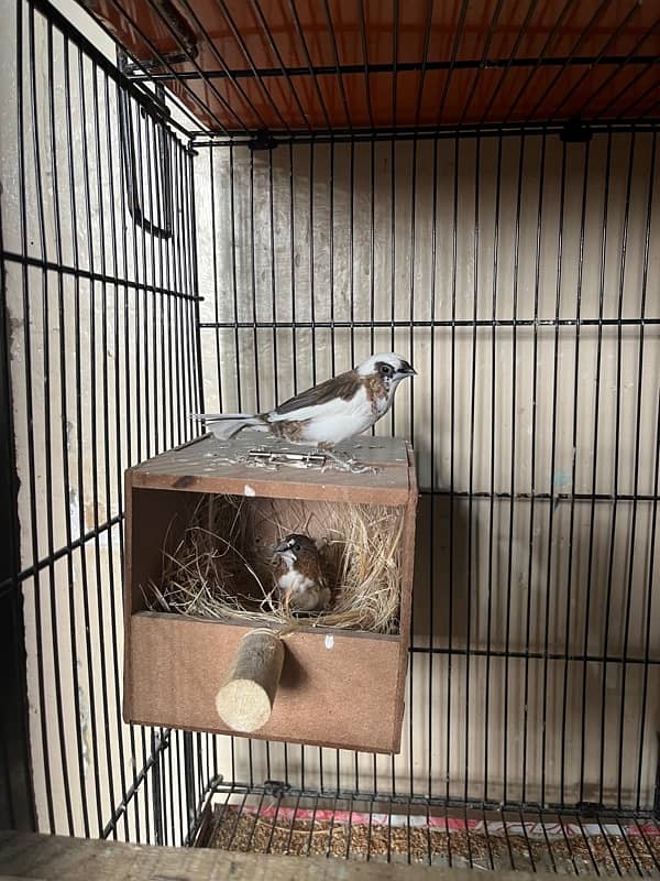 all cages Bengalese golden and java Finch boxes 2