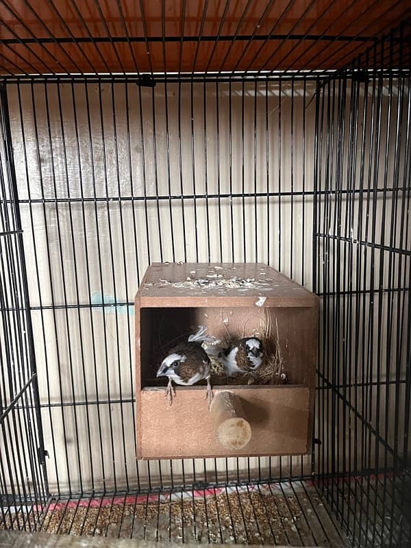 all cages Bengalese golden and java Finch boxes 3