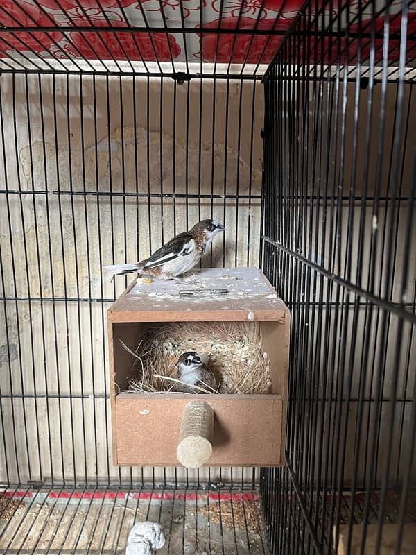 all cages Bengalese golden and java Finch boxes 4