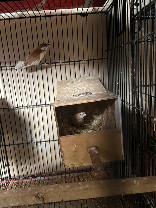 all cages Bengalese golden and java Finch boxes 6