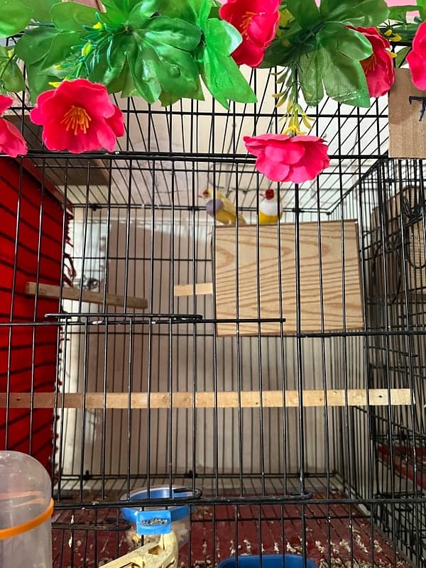 all cages Bengalese golden and java Finch boxes 8