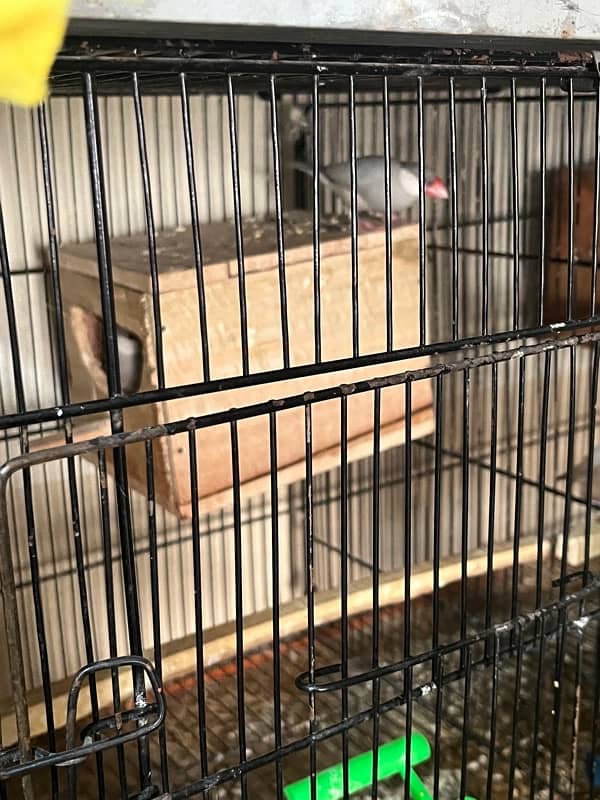 all cages Bengalese golden and java Finch boxes 10