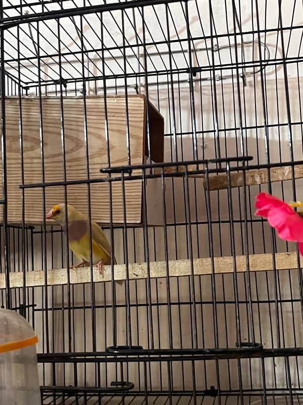 all cages Bengalese golden and java Finch boxes 11