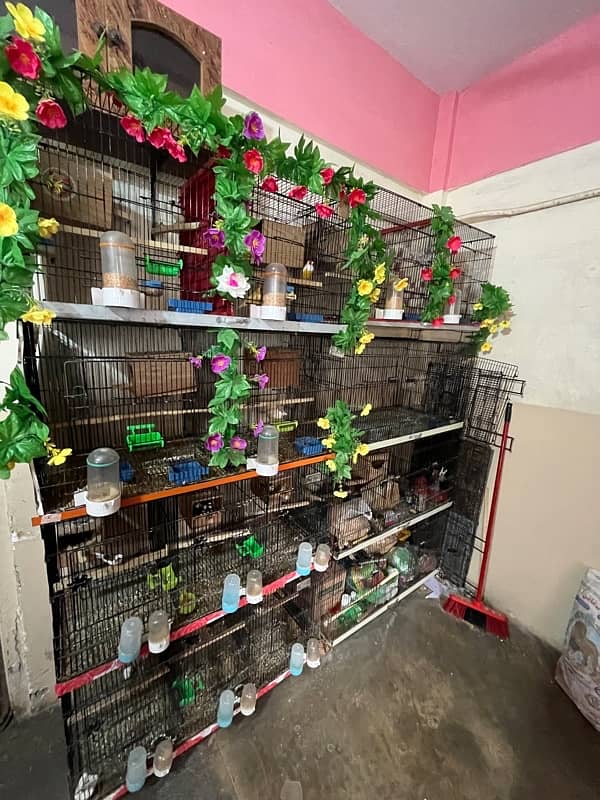 all cages Bengalese golden and java Finch boxes 13