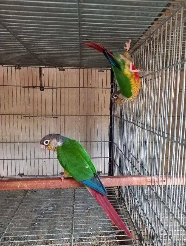 Yellow side high red conure DNA pair 0