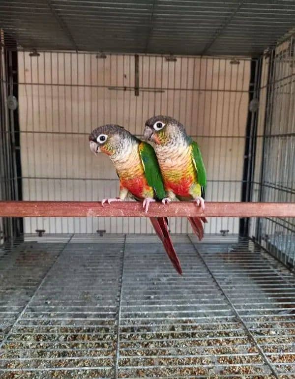 Yellow side high red conure DNA pair 1