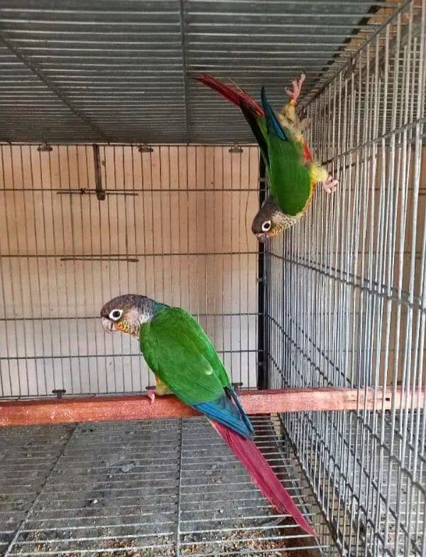 Yellow side high red conure DNA pair 2