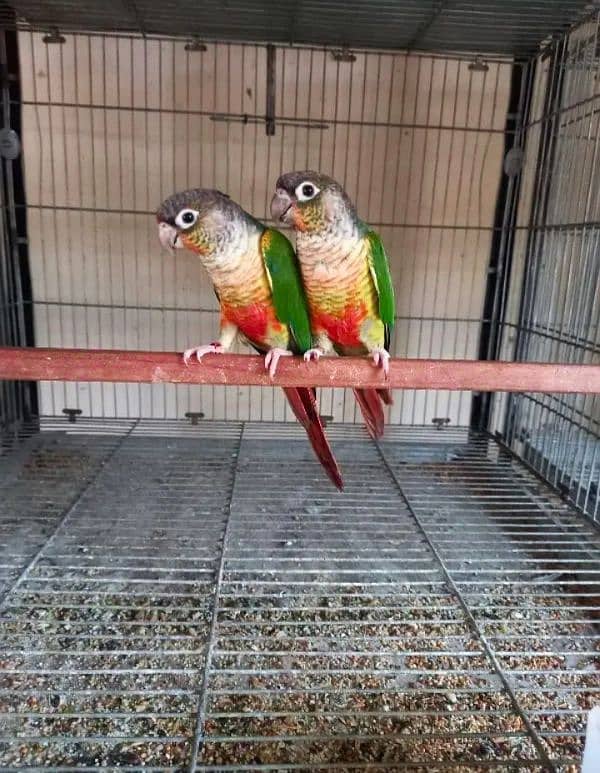 Yellow side high red conure DNA pair 3