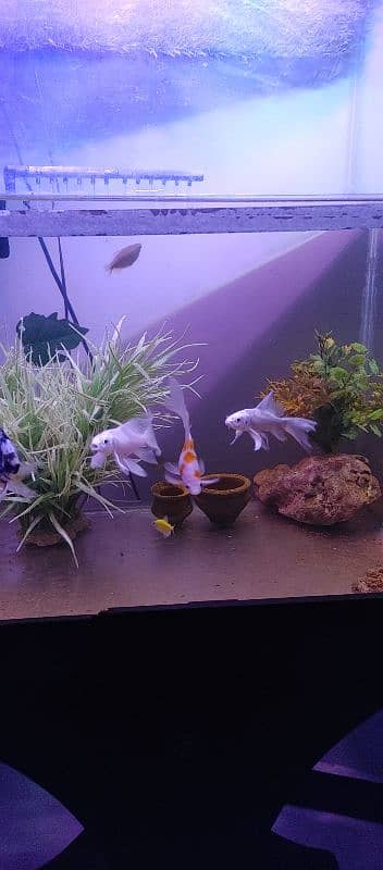 Aquarium for sell with fishes and all accessories. 1