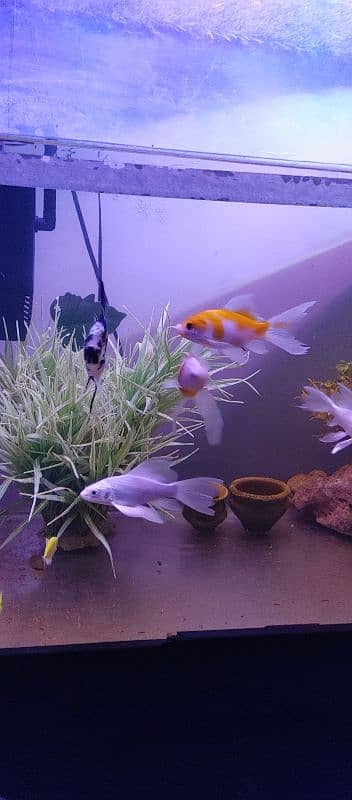 Aquarium for sell with fishes and all accessories. 3