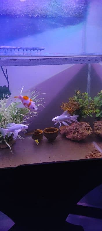 Aquarium for sell with fishes and all accessories. 4