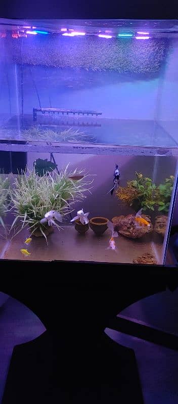 Aquarium for sell with fishes and all accessories. 6