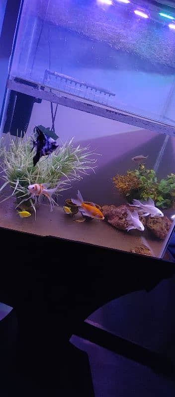 Aquarium for sell with fishes and all accessories. 7