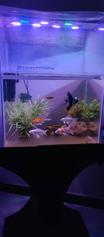 Aquarium for sell with fishes and all accessories. 8