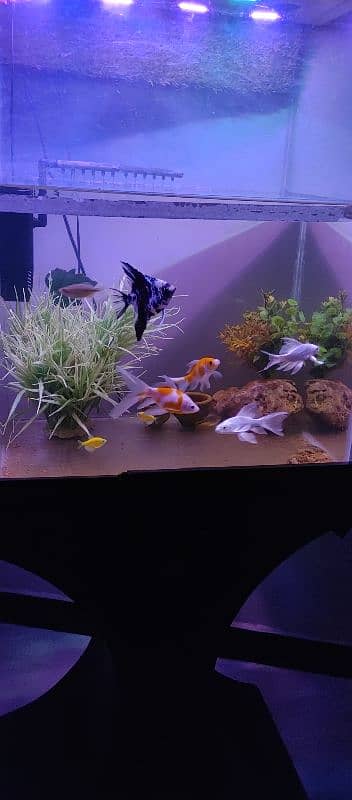 Aquarium for sell with fishes and all accessories. 9