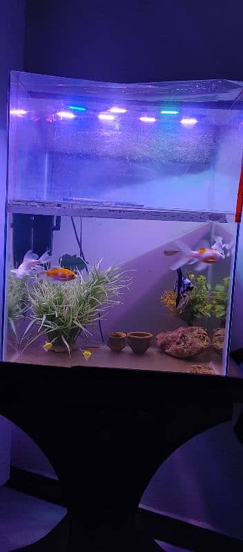 Aquarium for sell with fishes and all accessories. 10