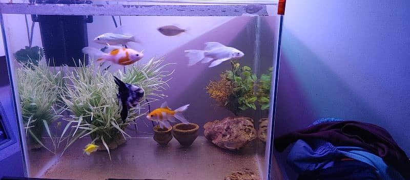 Aquarium for sell with fishes and all accessories. 11