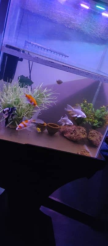 Aquarium for sell with fishes and all accessories. 13