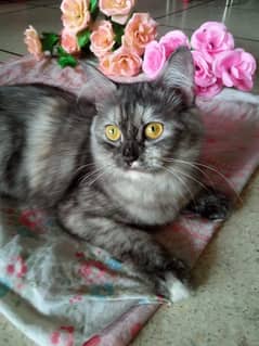 Persian cat Gray colour