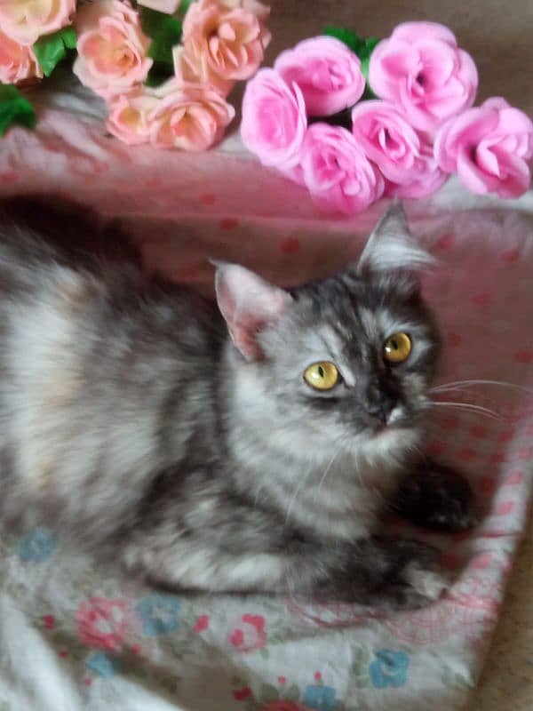 Persian cat Gray colour 1