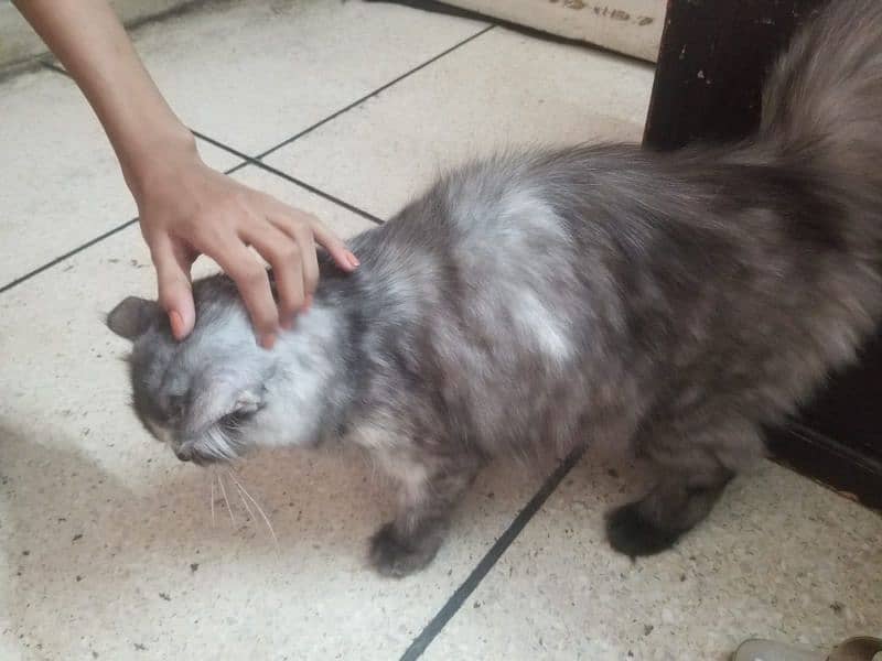 Persian cat Gray colour 2