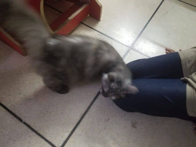 Persian cat Gray colour 3