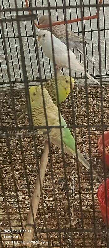 Budgie Parrots with eggs and Chicks 19