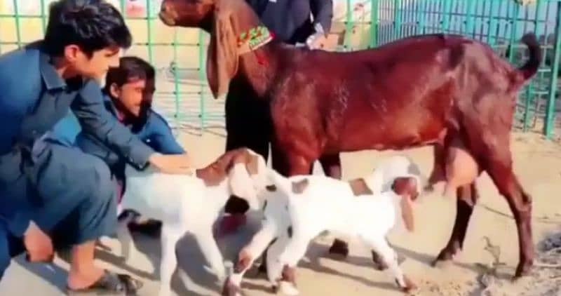 Desi Bakri Our 3 Bacchon Ka Sath For Sale call number03424065968 3